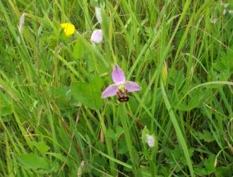 Bee Orchid found by Ann B on 5.6.14