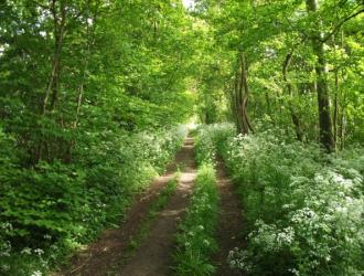 Late afternoon in May at Hintlesham Wood by Ann B